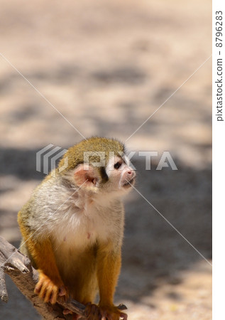 松鼠猴 8796283