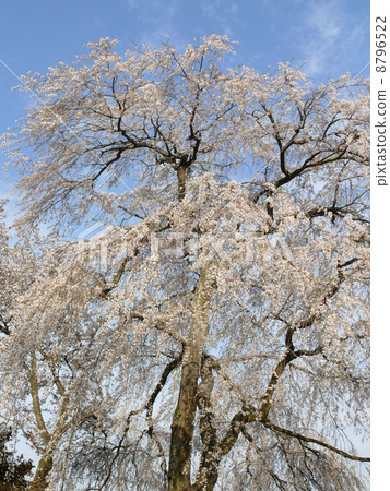 Itsakura Isobe Inamura Shrine 8796522