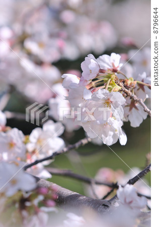櫻花 櫻花 8796644
