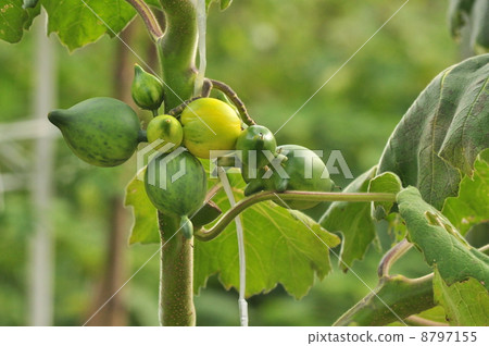 Tononasu Tononasu 8797155