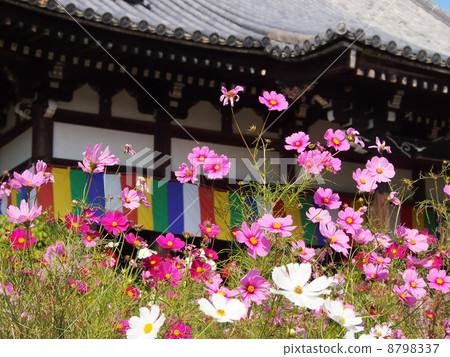 Cosmos of Wenji Temple 8798337