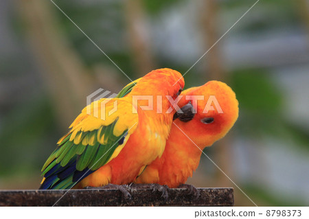Kokane Mexico parakeet 8798373