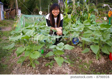 Asian woman in farmland Asian woman in farmland 8798916