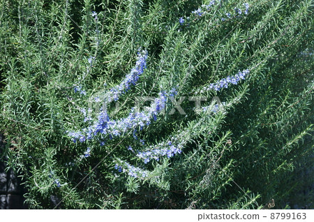 迷迭香寫在漢字和惱人的香（曼努魯） 8799163