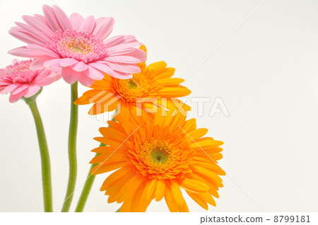 粉色和橙色非洲菊 8799181