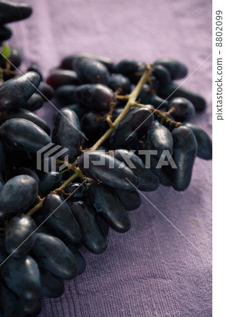 blue grape 8802099