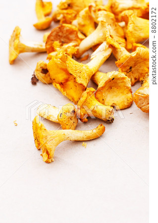 chanterelle mushrooms chanterelle mushrooms 8802172