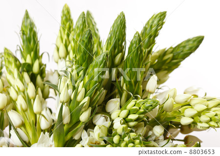 summer flowers 8803653