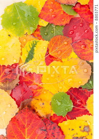 autumn leaves autumn leaves 8803771