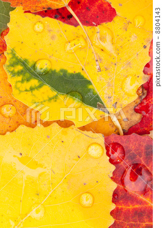 autumn leaves autumn leaves 8804143