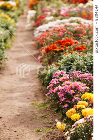 chrysanthemum flowers in the garden 8804144