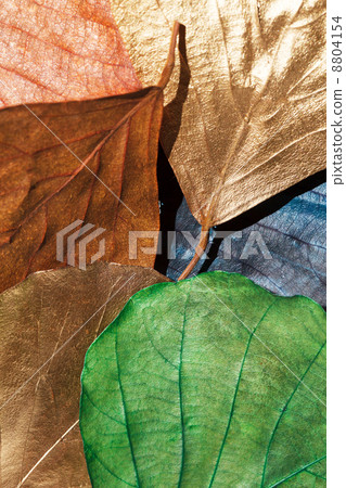 Color leaves 8804154