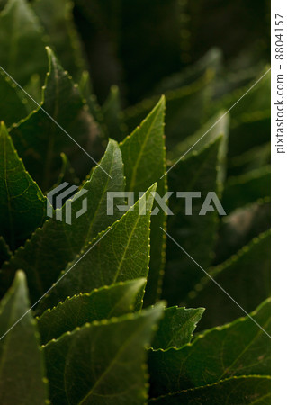 leaves background 8804157