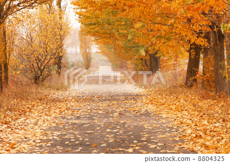 Autumn alley Autumn alley 8804325