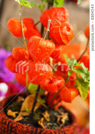 autumn plants 8804543