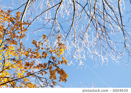 autumn trees 8804630