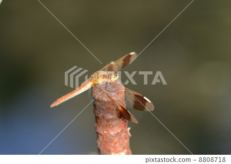 Miyama Macane 8808718