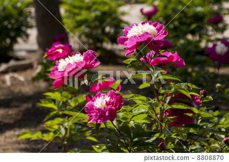 Peony root Peony root 8808870