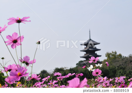 Cosmos and five-storied pagoda 8808919
