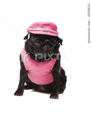 Dog dressed in pink 8809620
