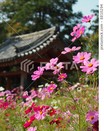 Cosmos of Wenji Temple 8810294