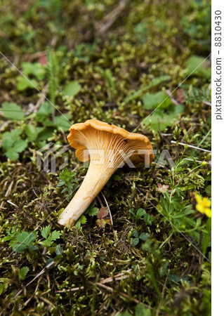 Chantarelle 8810430