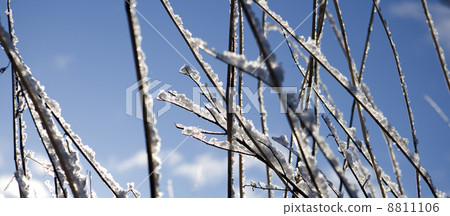 Branches with snow 8811106