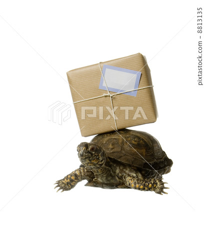 Delivery Turtle 8813135