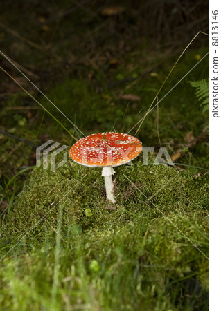 Fly Agaric Fly Agaric 8813146