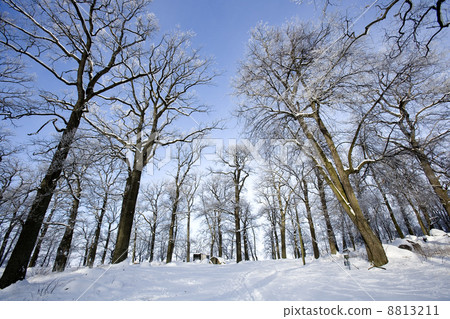 Winter Landscape Winter Landscape 8813211