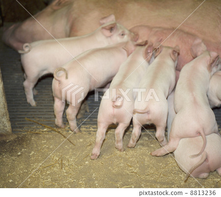 Piglets Piglets 8813236