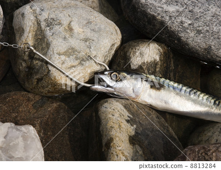 Hooked Fish Hooked Fish 8813284