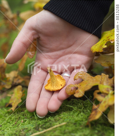 Chanterelle Chanterelle 8813288