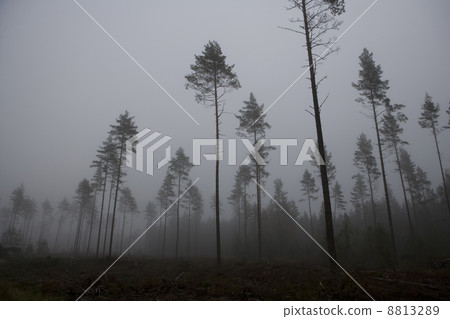 Fog landscape Fog landscape 8813289
