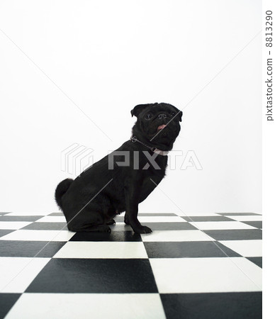 French Bulldog 8813290