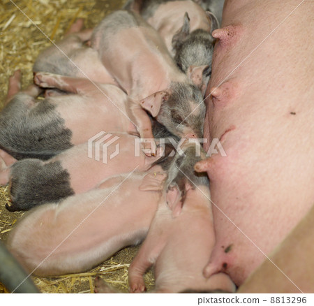 Piglets Piglets 8813296