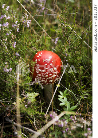Fly Agaric 8813337