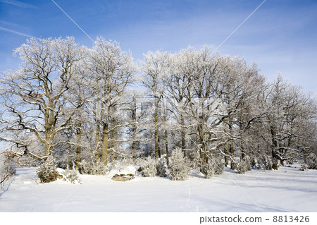 Winter Landscape Winter Landscape 8813426