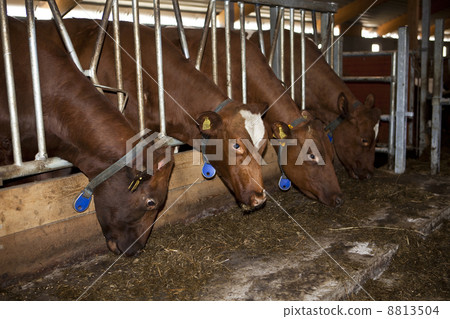 Feeding cows Feeding cows 8813504