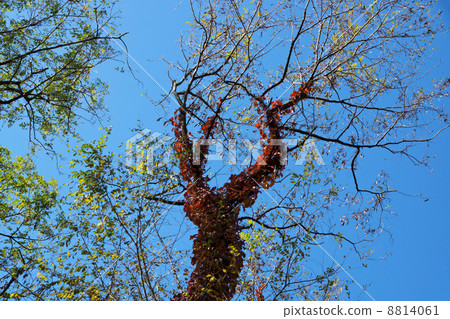 Autumn leaves of ivy 8814061