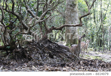 Kasuga Taisha Shrine back entrance road Kasuga Taisha Shrine back entrance road 8814079