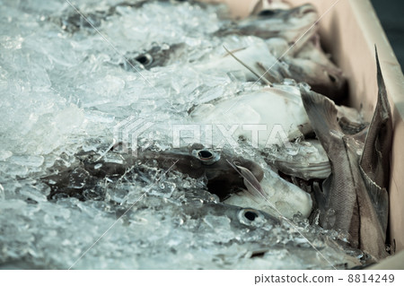 Catch of the day - Fresh Fish in Shipping Container Catch of the day - Fresh Fish in Shipping Container 8814249