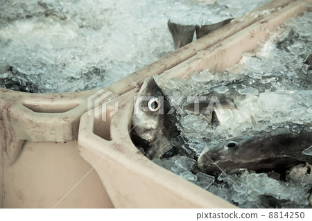 Catch of the day - Fresh Fish in Shipping Containers 8814250