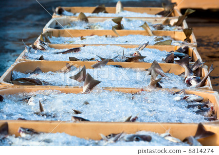 Catch of the day - Fresh Fish in Shipping Containers Catch of the day - Fresh Fish in Shipping Containers 8814274