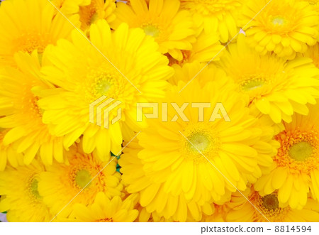 一邊是黃色非洲菊 一邊是黃色非洲菊 8814594