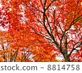 Autumn leaves 8814758