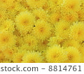 Yellow flower 8814761