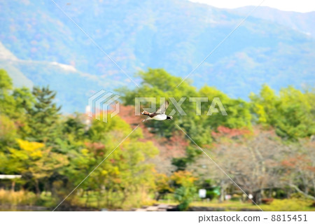 秋葉和鴨子在三島池塘 8815451