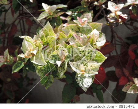 Hatsuyuki Shizura / Hachioji Hatsuyuki Shizura / Hachioji 8815471