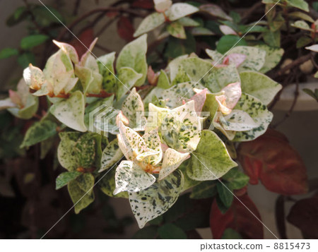 Hatsuyuki Shizura / Hachioji Hatsuyuki Shizura / Hachioji 8815473